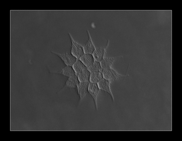 Pediastrum simplex